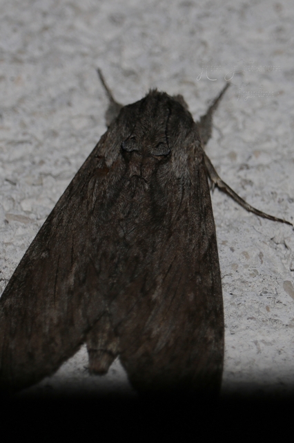 Agrius convolvuli - szulákszender