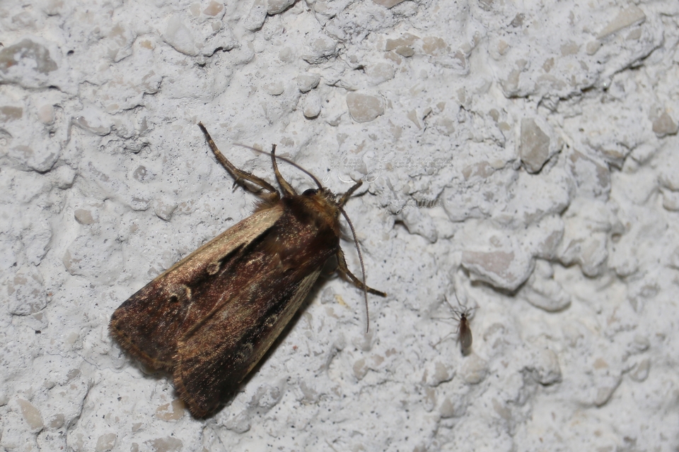 Ochropleura plecta - fehérszegélyű fűbagoly