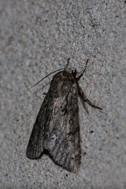 Acronicta rumicis - sóska-szigonyosbagoly