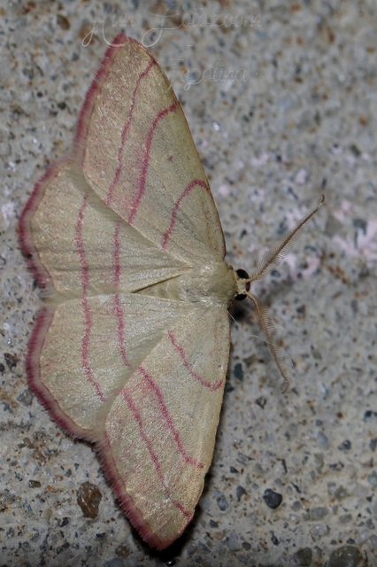 Rhodostrophia vibicaria - pirosszélű araszoló