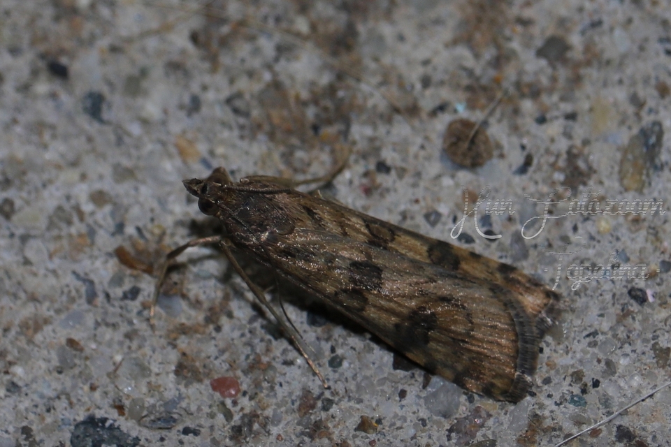 Nomophila noctuella - közönséges vándormoly
