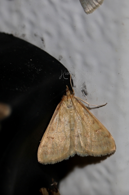 Ostrinia nubilalis - kukoricamoly
