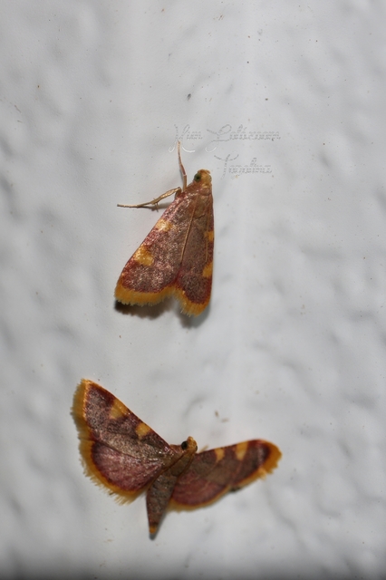 Hypsopygia costalis - szénailonca