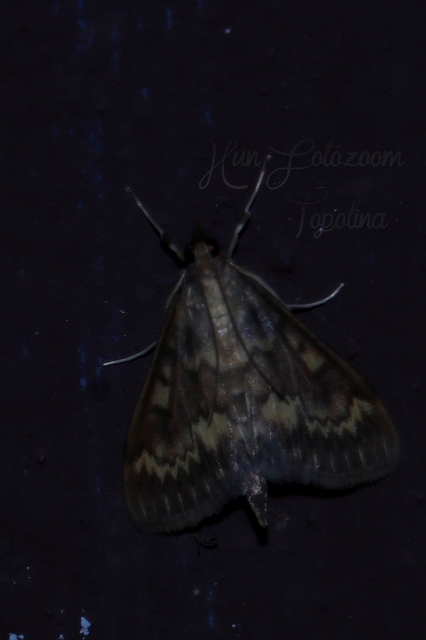 Ostrinia nubilalis - kukoricamoly