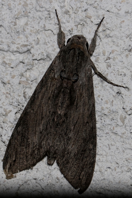 Agrius convolvuli - szulákszender