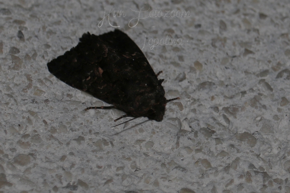 Anophia leucomelas - déli folyófűbagoly