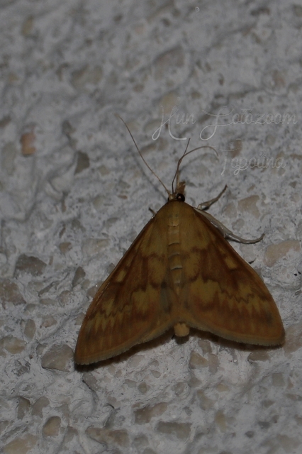 Ostrinia nubilalis - kukoricamoly