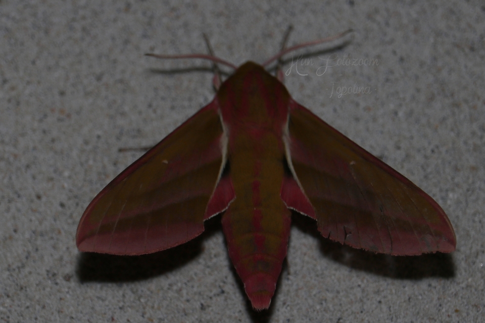 Deilephila elpenor - szőlőszender