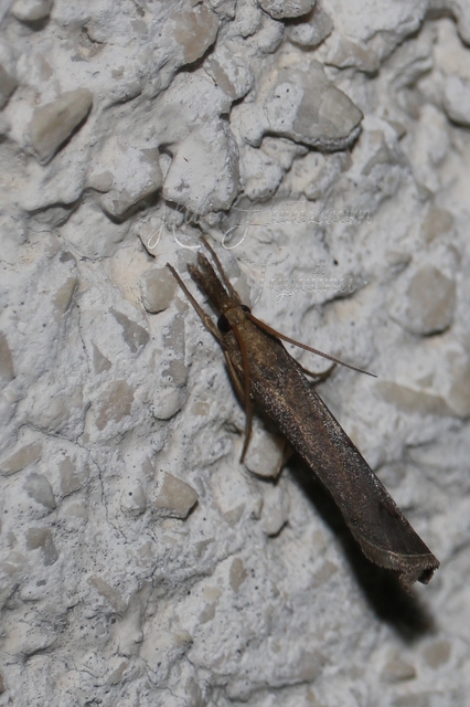 Pediasia contaminella - mocskos fűgyökérmoly