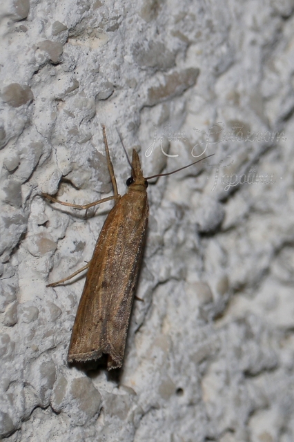 Pediasia contaminella - mocskos fűgyökérmoly