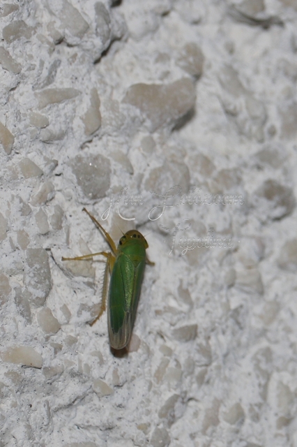 Cicadella viridis - méregzöld kabóca