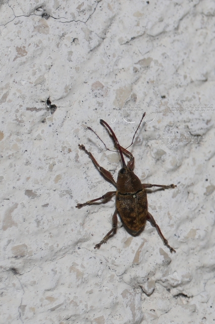 Curculio glandium - tölgymakkzsuzsóka
