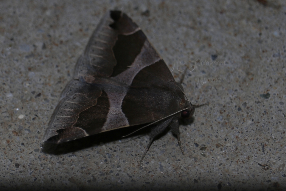 Dysgonia algira - déli porcelánbagoly