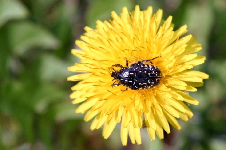 Oxythyrea funesta - sokpettyes virágbogár