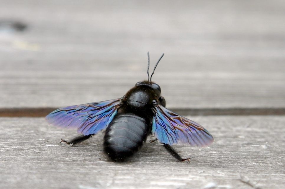 Xylocopa valga - gyakori fadongó