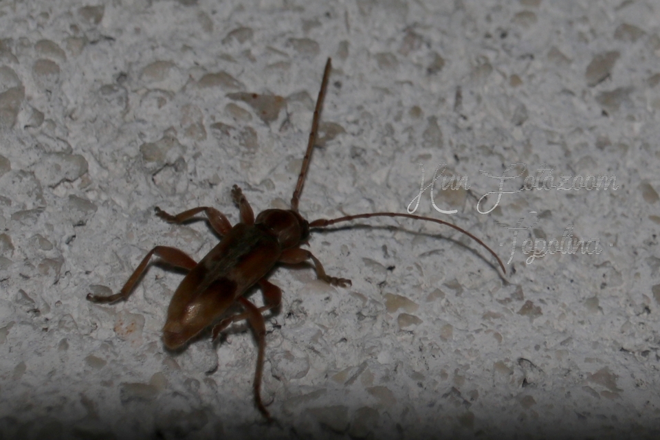 Trichoferus pallidus - sápadt éjicincér