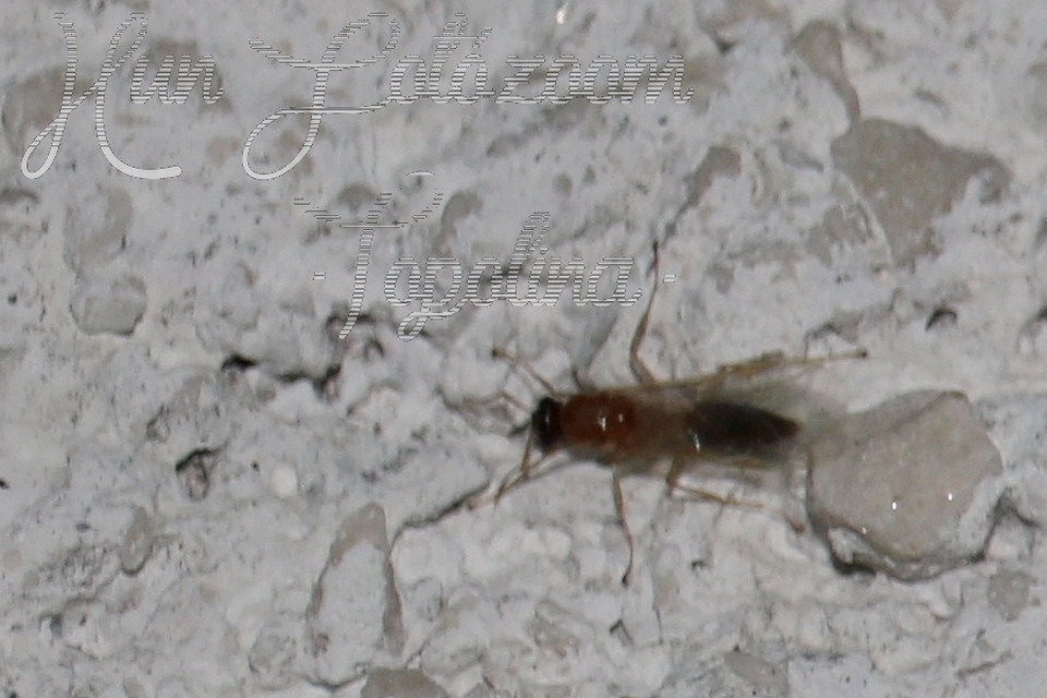 Colobopsis truncata - kapushangya