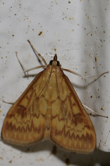 Ostrinia nubilalis - kukoricamoly