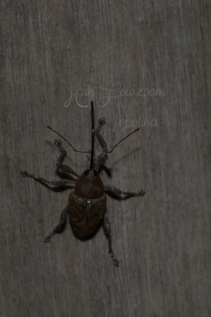 Curculio glandium - tölgymakkzsuzsóka