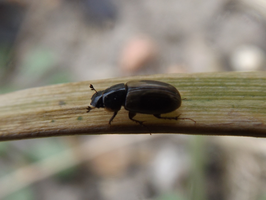 Aphodius prodromus - sárgalábú trágyabogár