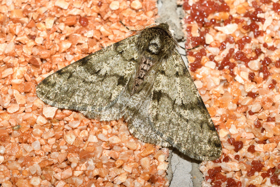 Apocheima pilosaria - zöldes tavasziaraszoló