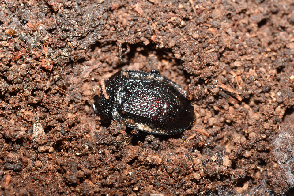 Phosphuga atrata - bordás csigarabló