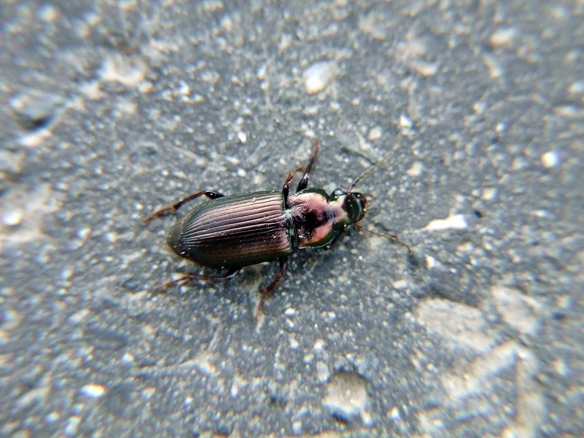 Harpalus distinguendus - mezei lomhafutó