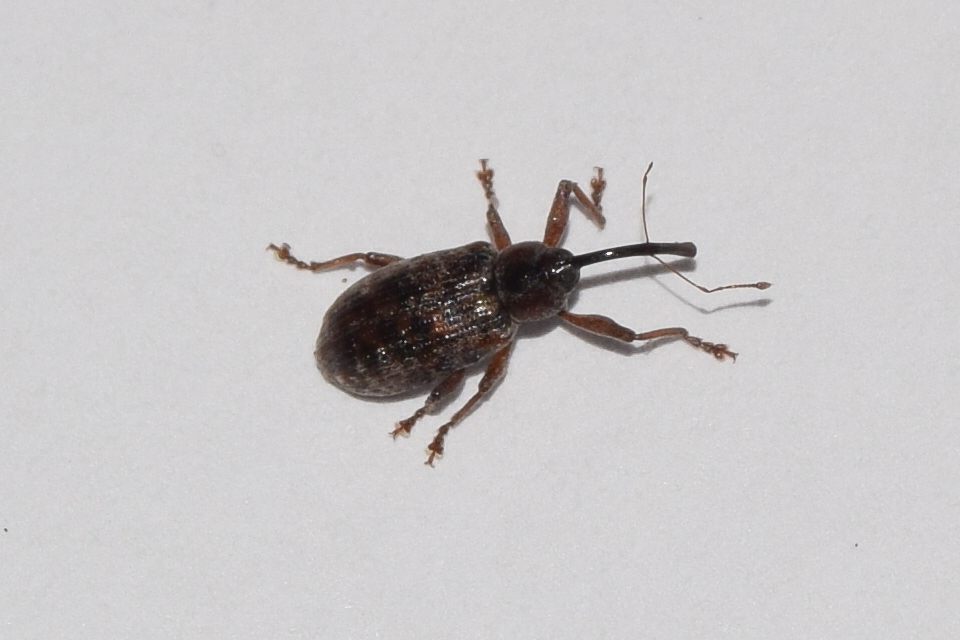 Dorytomus schoenherri - sertegalléros hangormányos
