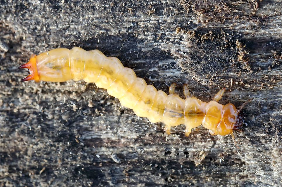 Pyrochroa coccinea - nagy bíborbogár