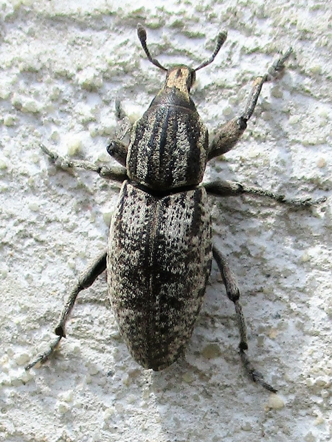 Pseudocleonus cinereus - hamvas barkó