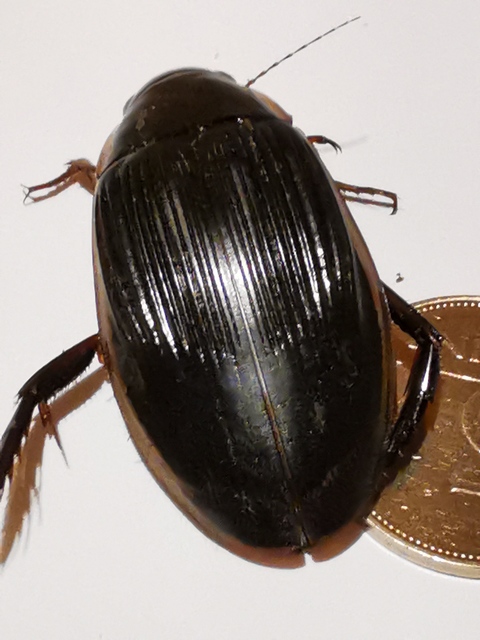 Dytiscus dimidiatus - tompacsípős csíkbogár