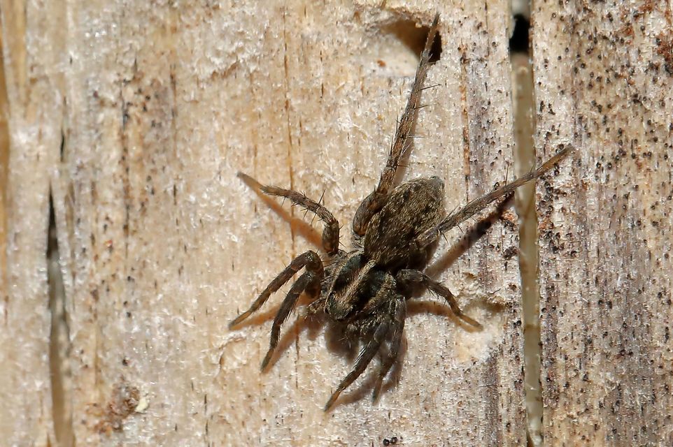 Pardosa agrestis - pusztai farkaspók