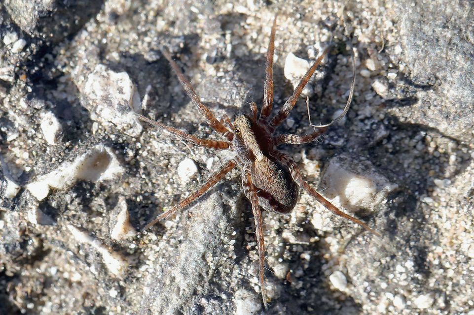 Pardosa alacris/lugubris