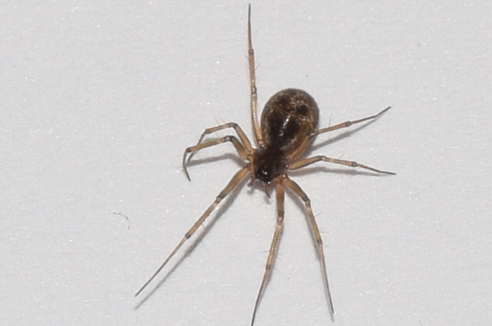 Tenuiphantes tenuis