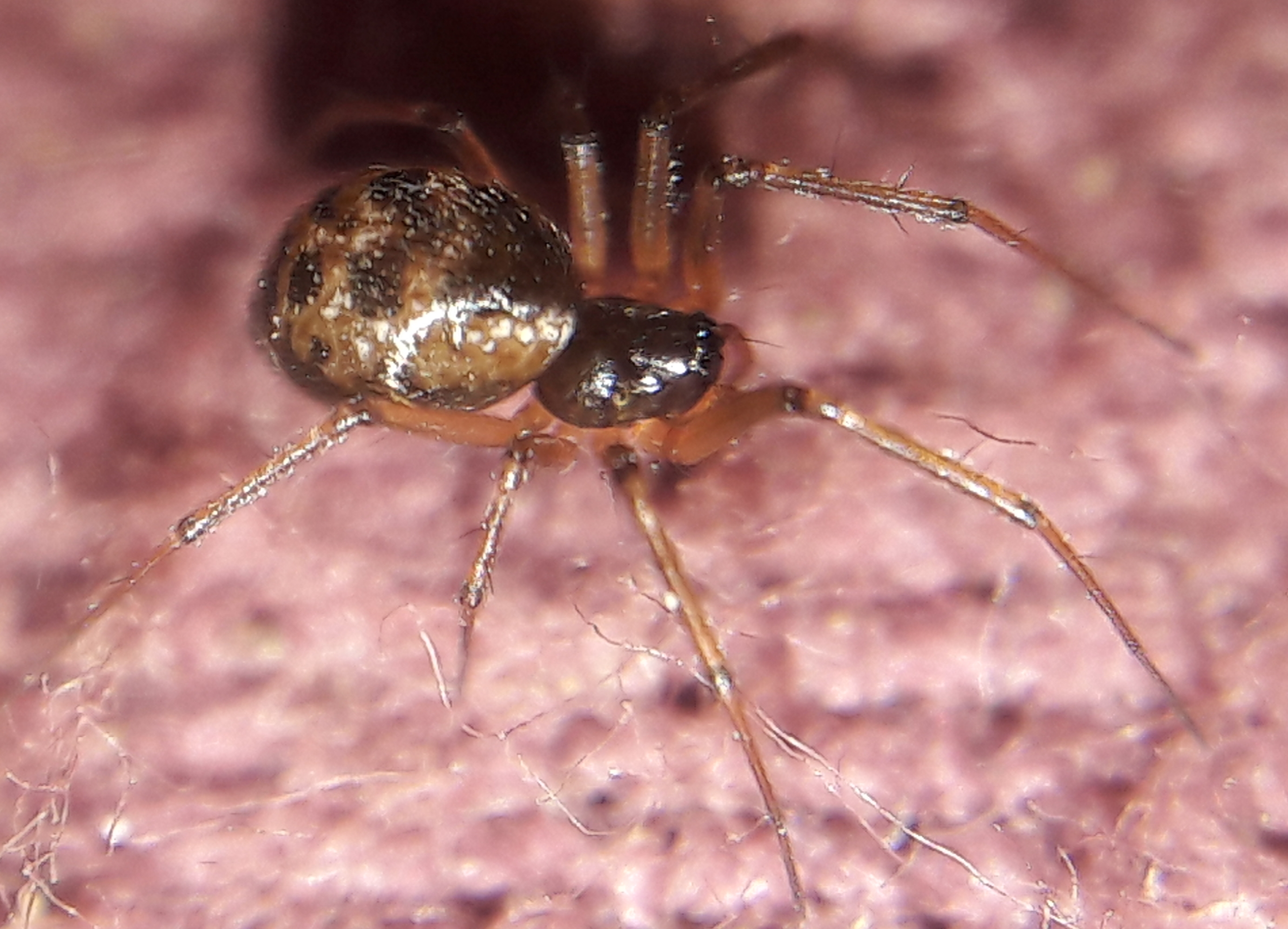 Tenuiphantes tenuis