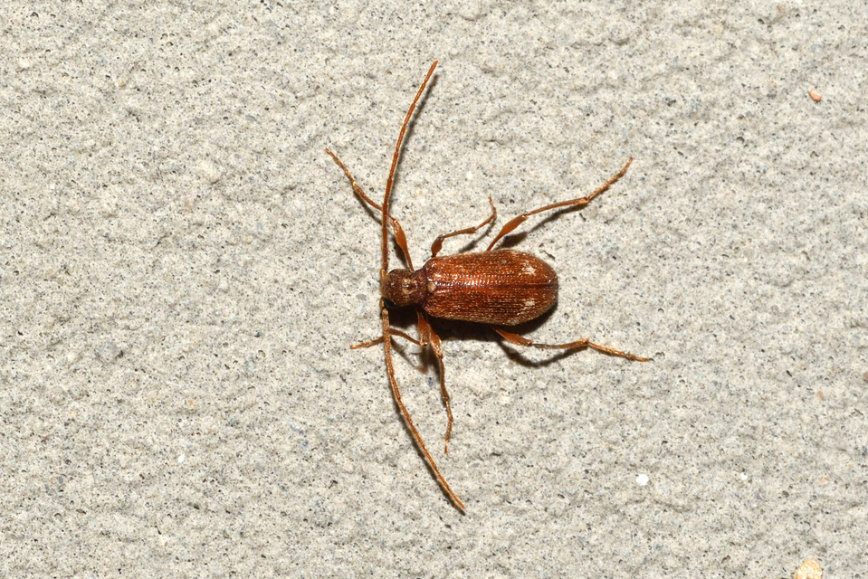 Ptinus fur - közönséges tolvajbogár