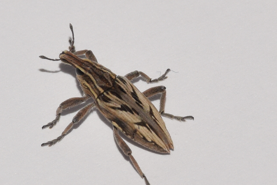 Coniocleonus nigrosuturatus - nyíljegyes barkó