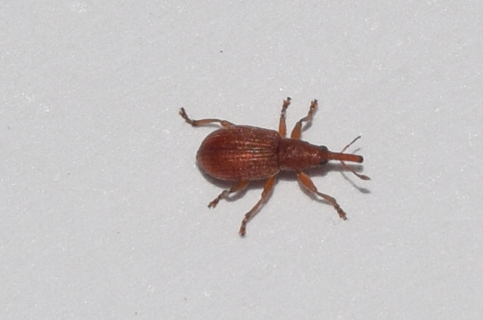 Apion rubiginosum - sóskaszár-cickányormányos
