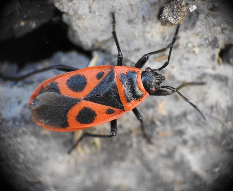 Pyrrhocoris apterus - verőköltő poloska