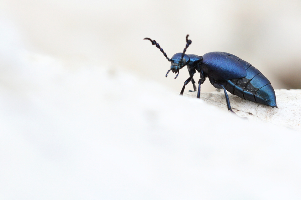 Meloe violaceus - kék nünüke