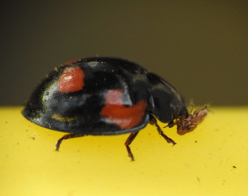 Exochomus quadripustulatus - négyfoltos szerecsenkata