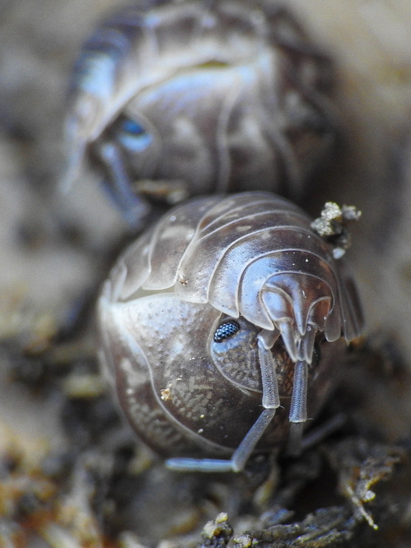 Cylisticus convexus - álgömbászka
