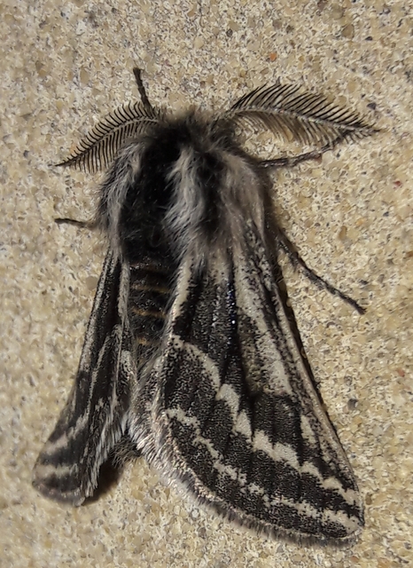 Lycia zonaria - öves tavasziaraszoló