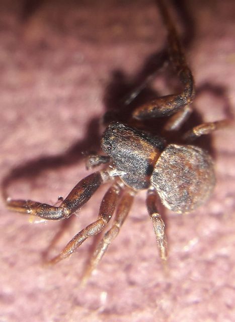 Ozyptila brevipes