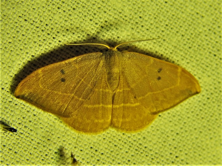 Watsonalla binaria - tölgyfa-sarlósszövő