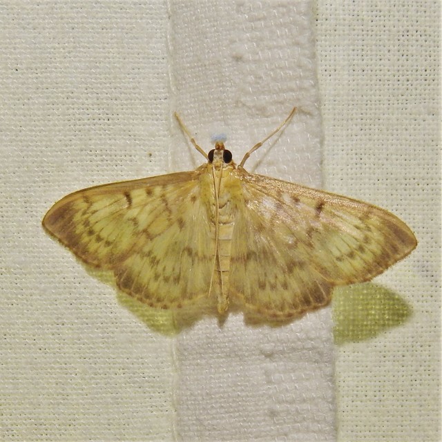 Patania ruralis - csalánevő tűzmoly