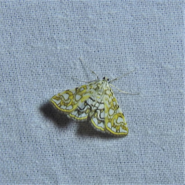 Elophila nymphaeata - tarka vízimoly