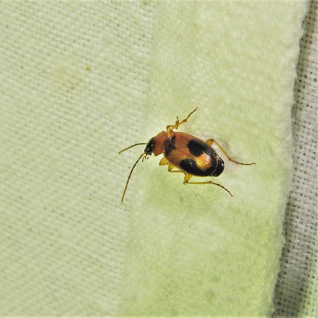 Badister meridionalis - közönséges posványfutonc