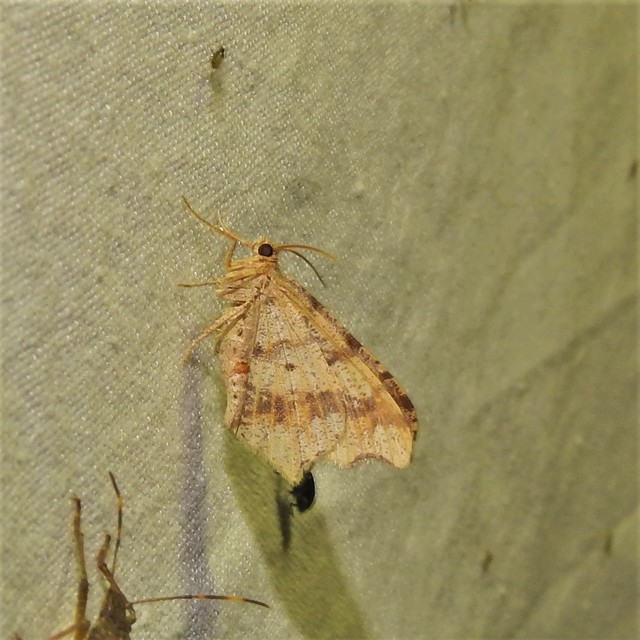 Macaria alternata - közönséges szürkearaszoló