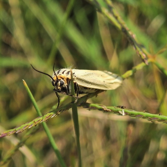 Spiris striata - csíkos molyszövő